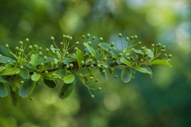 İlkbaharda şehir parkında bahar çiçeği açar.