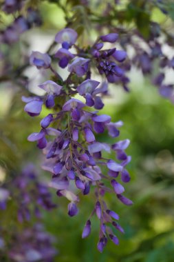 İlkbaharda şehir parkında bahar çiçeği açar.