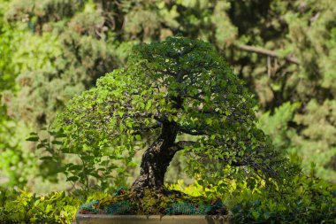 Baharda Madrid şehir parkında bonsai minyatür ağacı