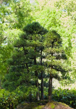 Baharda Madrid şehir parkında bonsai minyatür ağacı