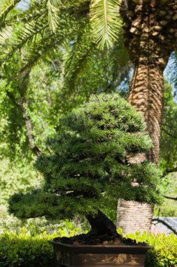 Baharda Madrid şehir parkında bonsai minyatür ağacı