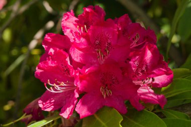 İlkbaharda şehir parkında bahar çiçeği açar.