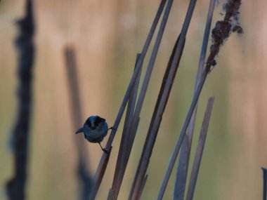 Kırmızı kuyruklu Aegithalos, ilkbaharda göl kenarında sazlıkta oturan bir kuşu uyarıyor.