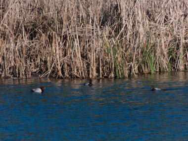 marmoset ördeği Aythya ferina kuş baharda İspanya 'da yüzüyor