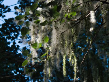 İspanya 'da yetişen bitkilerle bahar doğası.