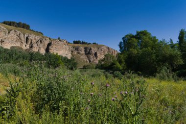 İspanya 'da yetişen bitkilerle bahar doğası.