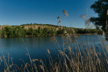 İspanya 'da yetişen bitkilerle bahar doğası.