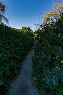 İspanya 'da yetişen bitkilerle bahar doğası.