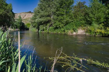 İspanya 'da yetişen bitkilerle bahar doğası.