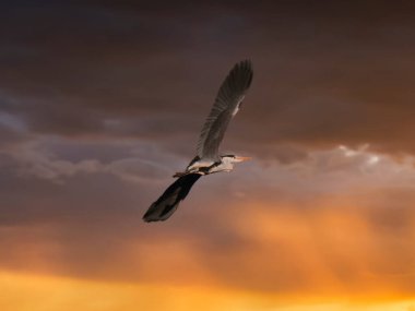 Gri balıkçıllı Ardea Cinerea kuşu baharda İspanya 'da gökyüzüne karşı uçuyor