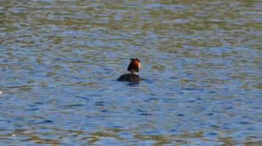 Güneşli bir ilkbaharda, bir kuş gölde yüzer.