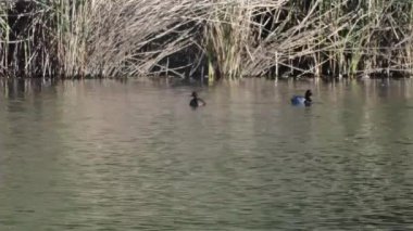 Ördek kuşu güneşli bir bahar gününde gölde yüzer.