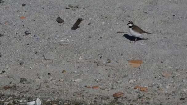 马德里附近Jarrama河岸上的一只沙鱼鸟 — 图库视频影像