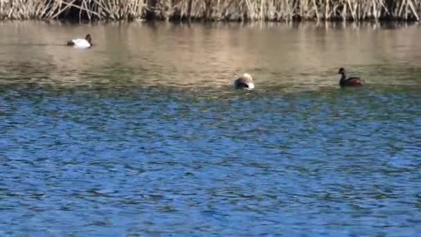 Grebe Ptak Pływa Jeziorze Wiosenny Słoneczny Dzień — Wideo stockowe