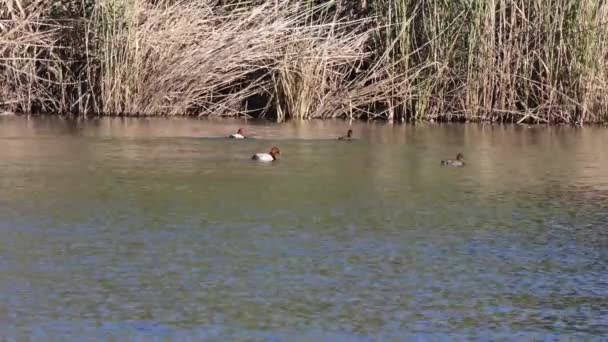 Kaczka Ptak Pływa Jeziorze Wiosenny Słoneczny Dzień — Wideo stockowe
