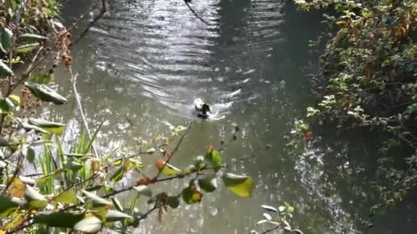 Kaczka Ptak Pływa Jeziorze Wiosenny Słoneczny Dzień — Wideo stockowe