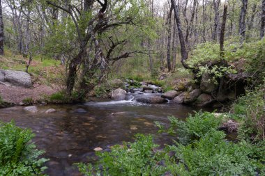 Sierra de Guadarrama dağlarındaki baharda bir dağ deresinin manzarası