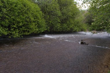 Sierra de Guadarrama dağlarındaki baharda bir dağ deresinin manzarası