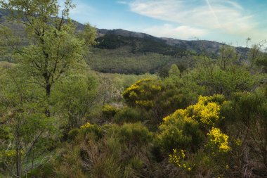 ...İspanya 'daki Sierra de Guadarrama Dağları' nda ilkbahar manzarası
