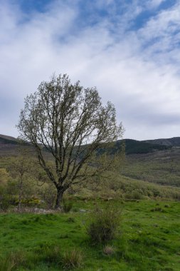 ...İspanya 'daki Sierra de Guadarrama Dağları' nda ilkbahar manzarası