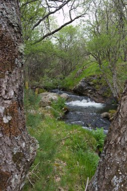Sierra de Guadarrama dağlarındaki baharda bir dağ deresinin manzarası
