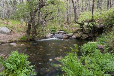 Sierra de Guadarrama dağlarındaki baharda bir dağ deresinin manzarası