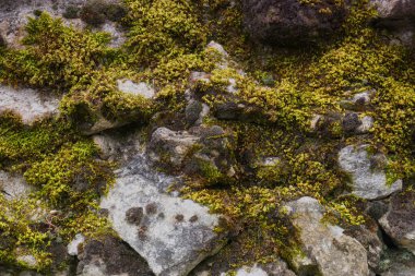 arka plan olarak canlı renklerde bahar çiçekleri