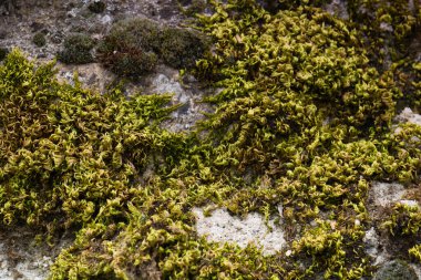 arka plan olarak canlı renklerde bahar çiçekleri