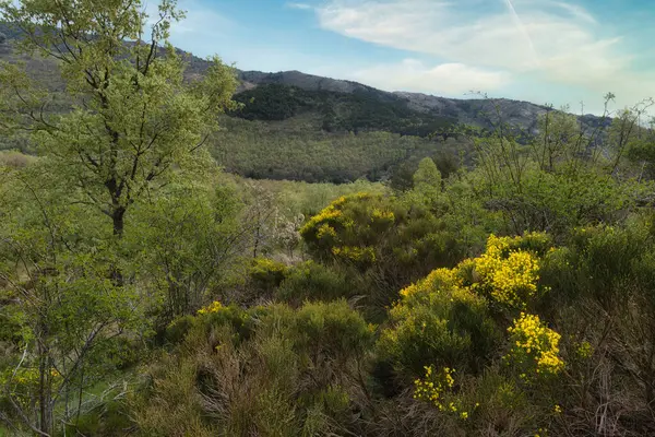 ...İspanya 'daki Sierra de Guadarrama Dağları' nda ilkbahar manzarası