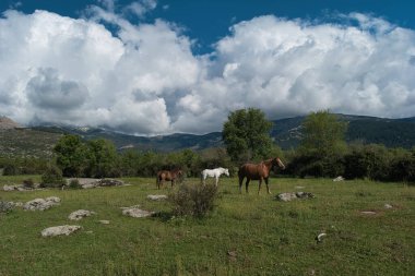 İspanyol dağlarında at hayvanı güneşli bahar manzarası
