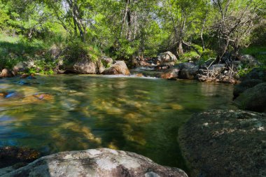 Dağlardan akan temiz suyla bir orman manzarası.