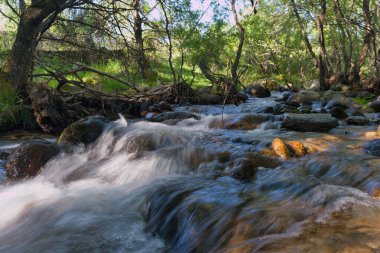 Dağlardan akan temiz suyla bir orman manzarası.