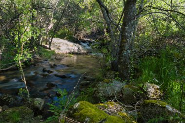 Dağlardan akan temiz suyla bir orman manzarası.