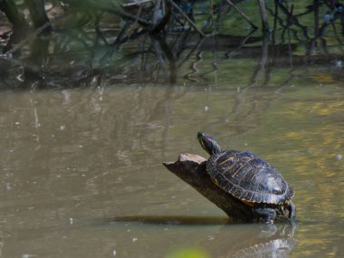 Kırmızı kulaklı kayganlaştırıcı Trachemys 'in senaryosu suyun dışında kalmış bir dalda güneşlenen zarifler.