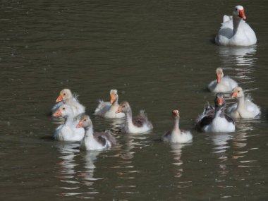 Genç evcil kazlar bahar güneşinde gölette yüzerler.