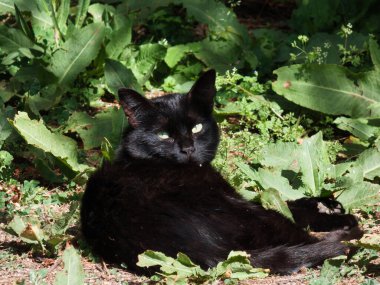 Kara kedi bahar güneşinin altında çayırda güneşleniyor.