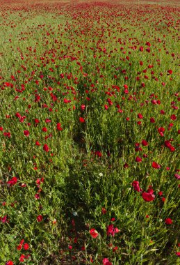 Güneşli bir günde baharda tarlada açan kırmızı gelincikler.