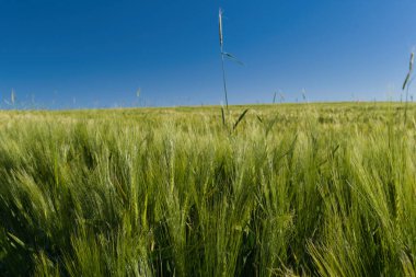 Baharda, güneşli bir günde tarlada yetişen yeşil taneler.