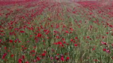 Baharda insansız hava aracından alınan kırmızı haşhaş tarlası.
