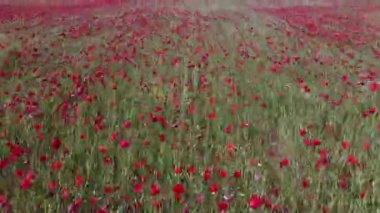 Baharda insansız hava aracından alınan kırmızı haşhaş tarlası.