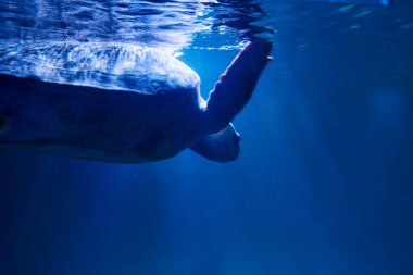 Kaplumbağa okyanusu hayvan tuzlu su sürüngeni suda yüzüyor. Yaklaş.