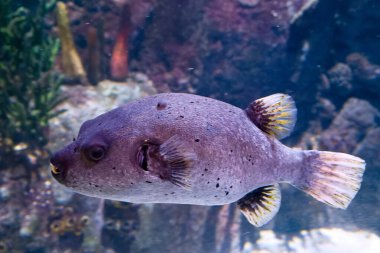 Arothron nigropunctatus, balık, tuzlu su, yüzen su, su, bitkiler, ichthyology, hayvan, vahşi yaşam, doğa,