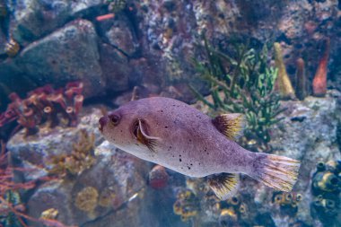 Arothron nigropunctatus, balık, tuzlu su, yüzen su, su, bitkiler, ichthyology, hayvan, vahşi yaşam, doğa,