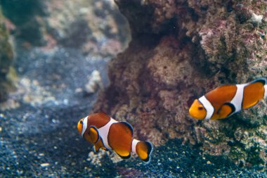 Benekli amfiprion Pomacentridae tuzlu su balığı suda yüzüyor.