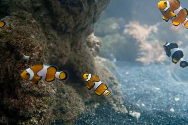 Benekli amfiprion Pomacentridae tuzlu su balığı suda yüzüyor.