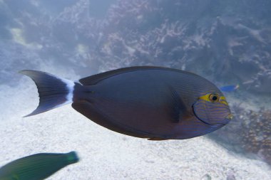 YELLOWLIP SURGEONFISH Acanthurus mat tuzlu su balığı suda yüzüyor