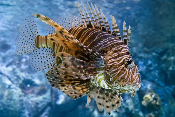 Aslan balığı okyanus hayvanı tuzlu su balığı suda yüzüyor. Yaklaş.