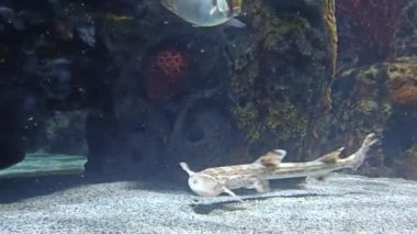 Okyanus hayvanı tuzlu su balığı suda yüzüyor. Yaklaş.