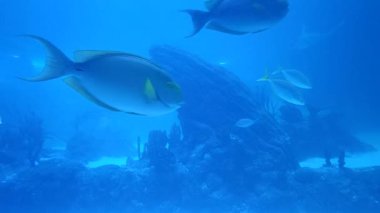 Okyanus hayvanı tuzlu su balığı suda yüzüyor. Yaklaş.