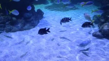 Okyanus hayvanı tuzlu su balığı suda yüzüyor. Yaklaş.